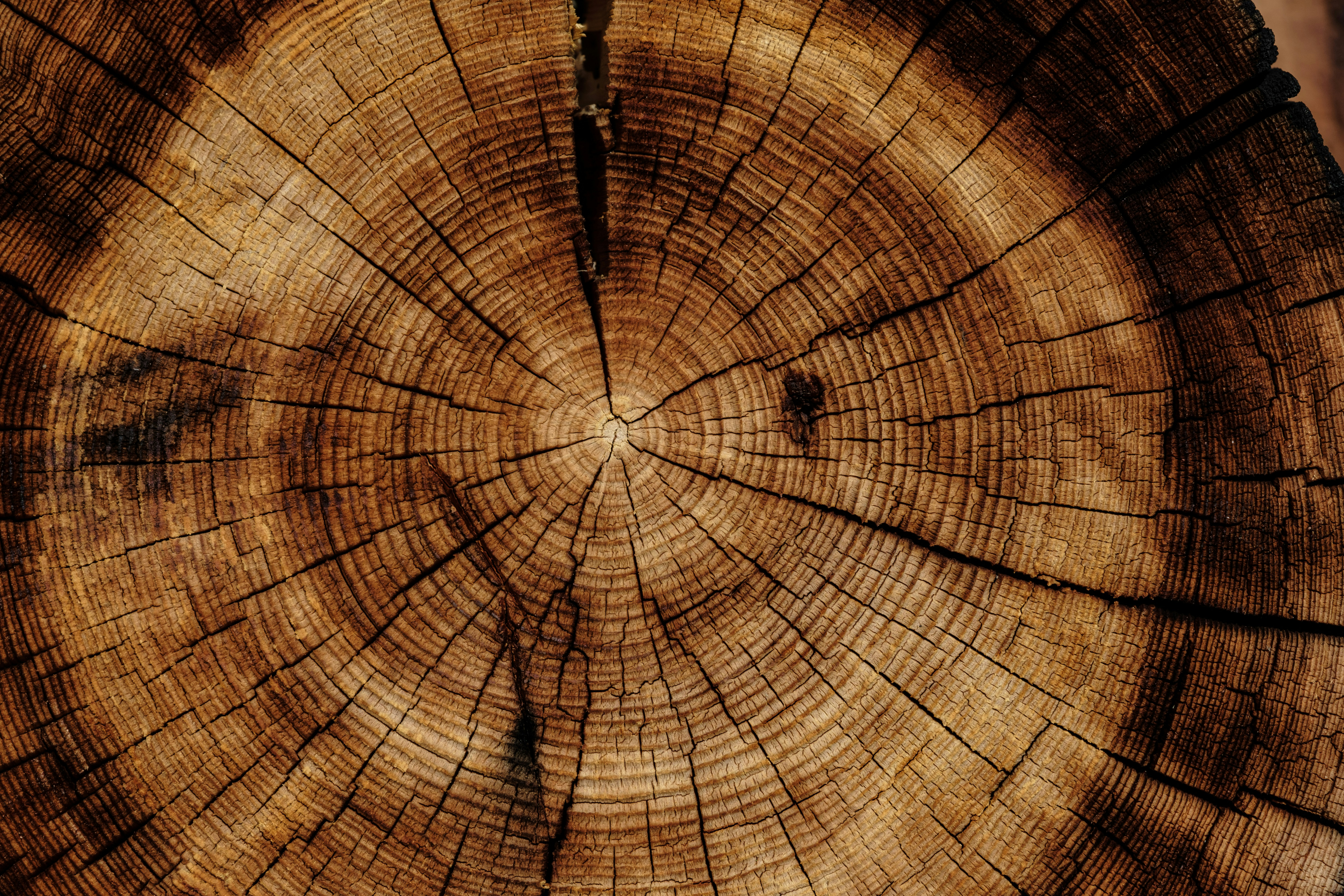 Wood texture background